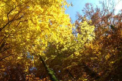 Natur Teutoburger Wald